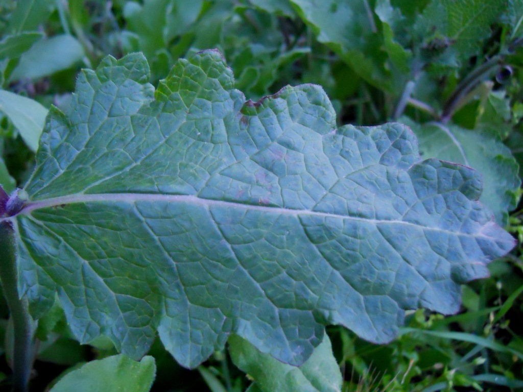 Salvia verbenaca